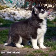 I LIKE TO SING