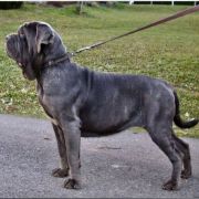 IBIZA ex Cubile Lamia