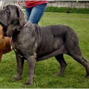 IBIZA ex Cubile Lamia 2