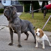 IBIZA ex Cubile Lamia 3