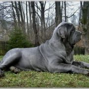 IBIZA ex Cubile Lamia 4