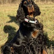 ICE TEA Kochanej Emilki