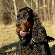 ICE TEA Kochanej Emilki 3