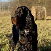 ICE TEA Kochanej Emilki 4