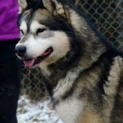 IDAHO Z Klanu Wydry 2