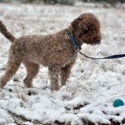 IDEA Animus Amicitiae FCI