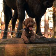 IDEA Animus Amicitiae FCI