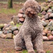 IDEA Animus Amicitiae FCI