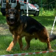 IKO vom Finkenschlag 2