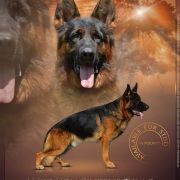 IKO vom Finkenschlag