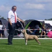 IMAGINE Diamond Staff