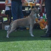 IMAGINE Diamond Staff