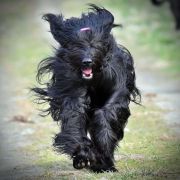 IMANY Bella's Liberi