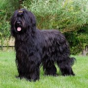 IMANY Bella's Liberi 2