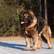 IMPERATOR KLARYMA FCI