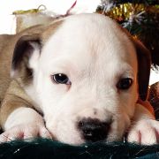 IMPERIAL STORMTROOPER Child of Love