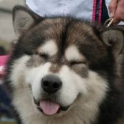 IMPULS KRIPLYANA Malamute Sanctuary 