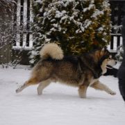 IMPULS KRIPLYANA Malamute Sanctuary 