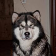 IMPULS KRIPLYANA Malamute Sanctuary 