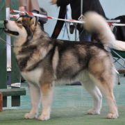 IMPULS KRIPLYANA Malamute Sanctuary 