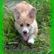Infantry Gold Alton