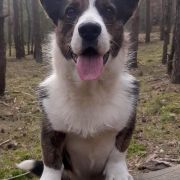 Ingermanlandija VENICE