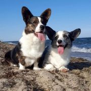 Ingermanlandija VENICE