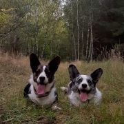 Ingermanlandija VENICE