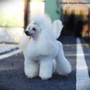 INSPIRACJA FINIGAN Eturia Polonia FCI 