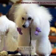 INSPIRACJA FINIGAN Eturia Polonia FCI 2