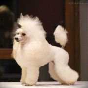 INSPIRACJA FINIGAN Eturia Polonia FCI 3