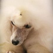 INSPIRACJA FINIGAN Eturia Polonia FCI 4