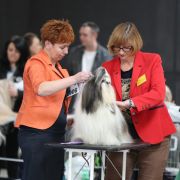 Int.Ch ,Multi Ch EXTRA WINNER HORS