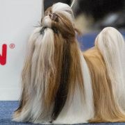 CIB,,ZwKL21'22'23,Zw.PL'22 '23 ARSSUNTIA FCI ARIA 