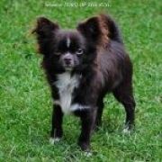 Inventor LORD OF THE RING