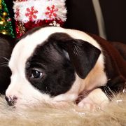 IRISH COFFEE Child of Love