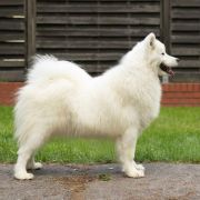 IVANKA Talyta Borealys