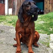 Iwar z Beskidzkich Wysp FCI 2