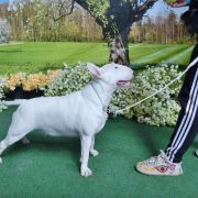 J.Ch.J.ChBŁ.Ch.Pl.Ch.MŁ. KIM z Rzymskich Legionów