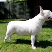 J.Ch.J.ChBŁ.Ch.Pl.Ch.MŁ. KIM z Rzymskich Legionów