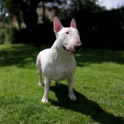 J.Ch.J.ChBŁ.Ch.Pl.Ch.MŁ. KIM z Rzymskich Legionów