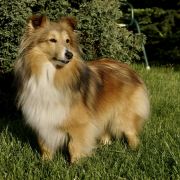 J.Ch.Pl., Ch.Pl. KEYTI z Kojca Coli