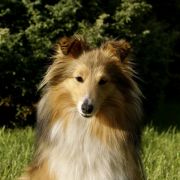 J.Ch.Pl., Ch.Pl. KEYTI z Kojca Coli 2