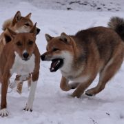 J.Ch.Pl. Ch.Pl TAKASHI SHIMURA Subarashii FCI