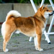 J.Ch.Pl. Ch.Pl TAKASHI SHIMURA Subarashii FCI