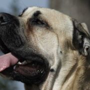 Jackpot Podium KAPITAN NEMO 3