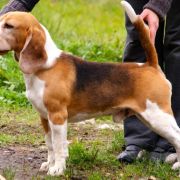 JACKPOT Simpatica PS