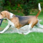 JACKPOT Simpatica PS 3