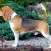 JACKPOT Simpatica PS 4