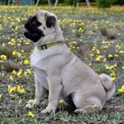 JAGNA z Północnej Polany 3